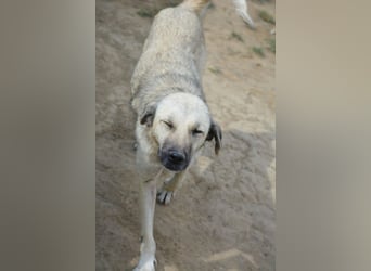 Rana (Kangal Mischling), ca. 2021 geboren, gut verträgliche Hündin, sehr lieb Rana (Kangal Mischling), ca. 2021 geboren, gut verträgliche Hündin, sehr lieb