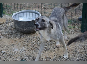 Nayala sucht ein Zuhause. Ca. 2023 geboren, Kangal-Mischling, sehr gut verträglich Nayala sucht ein Zuhause. Ca. 2023 geboren, Kangal-Mischling, sehr gut verträglich