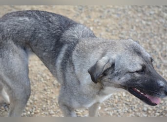 Nayala sucht ein Zuhause. Ca. 2023 geboren, Kangal-Mischling, sehr gut verträglich Nayala sucht ein Zuhause. Ca. 2023 geboren, Kangal-Mischling, sehr gut verträglich
