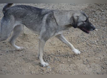 Nayala sucht ein Zuhause. Ca. 2023 geboren, Kangal-Mischling, sehr gut verträglich Nayala sucht ein Zuhause. Ca. 2023 geboren, Kangal-Mischling, sehr gut verträglich