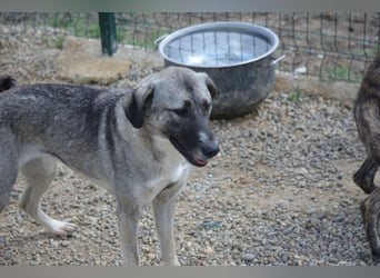 Nayala sucht ein Zuhause. Ca. 2023 geboren, Kangal-Mischling, sehr gut verträglich Nayala sucht ein Zuhause. Ca. 2023 geboren, Kangal-Mischling, sehr gut verträglich
