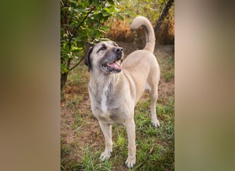 SILA - Wo sind meine Menschen mit Rasseerfahrung????