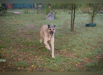 SILA - Wo sind meine Menschen mit Rasseerfahrung????