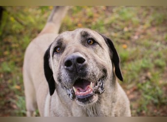 SILA - Wo sind meine Menschen mit Rasseerfahrung????