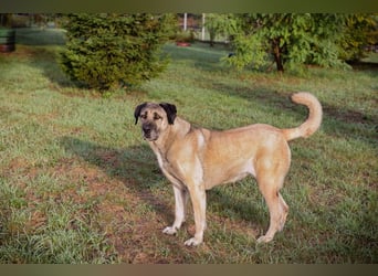 SILA - Wo sind meine Menschen mit Rasseerfahrung????