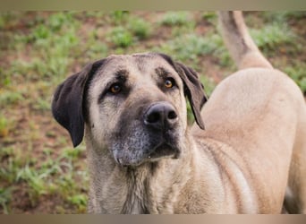 SILA - Wo sind meine Menschen mit Rasseerfahrung????