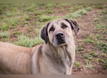 SILA - Wo sind meine Menschen mit Rasseerfahrung????
