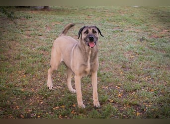 SILA - Wo sind meine Menschen mit Rasseerfahrung????