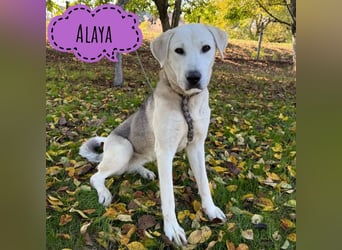 Alaya die Wundervolle