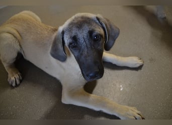 Kangal