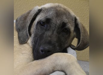 Kangal