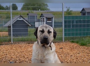 Kangal