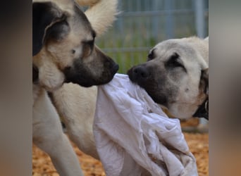 Kangal