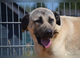 Kangal