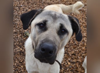 Kangal