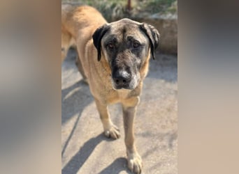 Kangal Colin ❤️ so lieb, loyal + souverän!