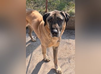 Kangal Colin ❤️ so lieb, loyal + souverän!