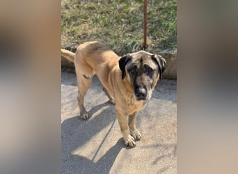 Kangal Colin ❤️ so lieb, loyal + souverän!