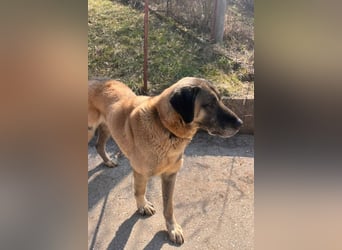Kangal Colin ❤️ so lieb, loyal + souverän!