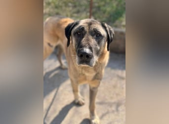 Kangal Colin ❤️ so lieb, loyal + souverän!
