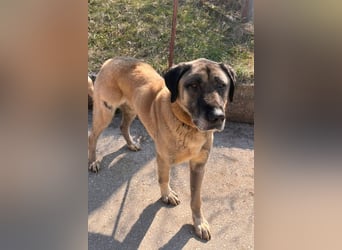 Kangal Colin ❤️ so lieb, loyal + souverän!