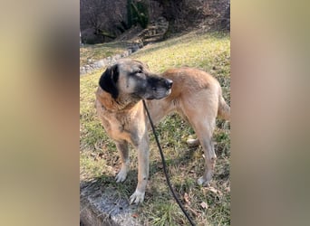 Kangal Colin ❤️ so lieb, loyal + souverän!