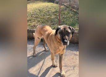 Kangal Colin ❤️ so lieb, loyal + souverän!