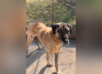 Kangal Colin ❤️ so lieb, loyal + souverän!