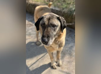 Kangal Colin ❤️ so lieb, loyal + souverän!