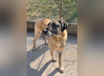 Kangal Colin ❤️ so lieb, loyal + souverän!