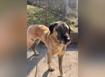 Kangal Colin ❤️ so lieb, loyal + souverän!