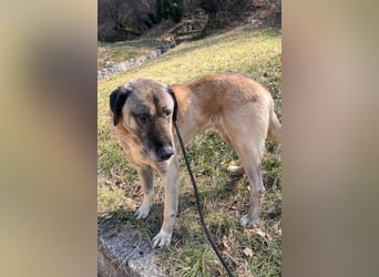 Kangal Colin ❤️ so lieb, loyal + souverän!