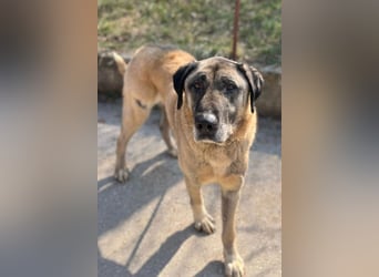 Kangal Colin ❤️ so lieb, loyal + souverän!