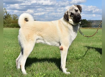 "Arkei", männlich, Kangal, geb. 09.09.25, ca. 75 cm