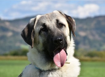 "Arkei", männlich, Kangal, geb. 09.09.25, ca. 75 cm