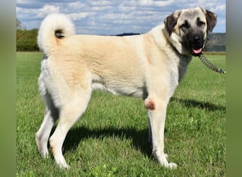 "Arkei", männlich, Kangal, geb. 09.09.25, ca. 75 cm