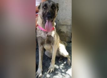 Anis, wünscht sich Liebe und Geborgenheit