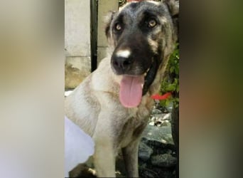 Anis, wünscht sich Liebe und Geborgenheit