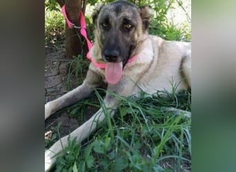 Anis, wünscht sich Liebe und Geborgenheit