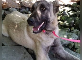 Anis, wünscht sich Liebe und Geborgenheit