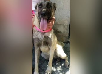 Anis, wünscht sich Liebe und Geborgenheit