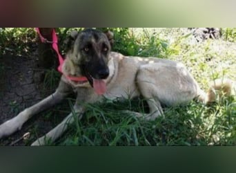 Anis, wünscht sich Liebe und Geborgenheit