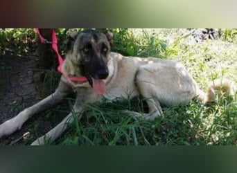 Anis, wünscht sich Liebe und Geborgenheit