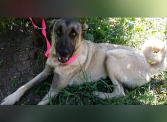 Anis, wünscht sich Liebe und Geborgenheit