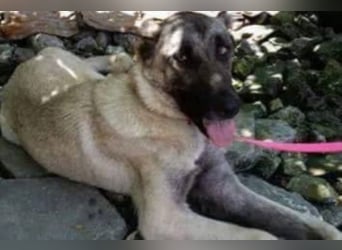 Anis, wünscht sich Liebe und Geborgenheit