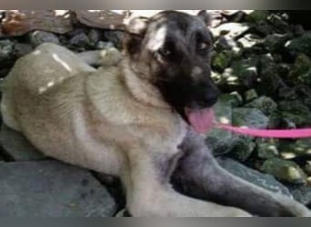 Anis, wünscht sich Liebe und Geborgenheit