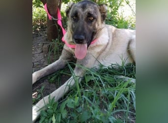 Anis, wünscht sich Liebe und Geborgenheit