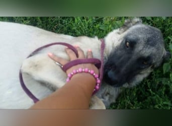 Anis, wünscht sich Liebe und Geborgenheit