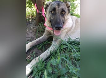 Anis, wünscht sich Liebe und Geborgenheit