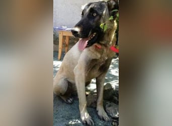 Anis, wünscht sich Liebe und Geborgenheit